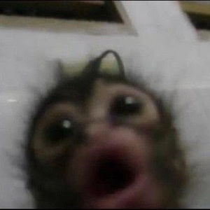 Meet your Posher, Maxx !!